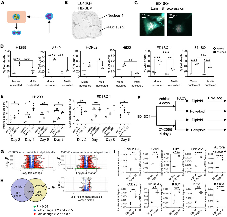 The characterization of multinucleated cells after CDK2 inhibition.
(A) ...