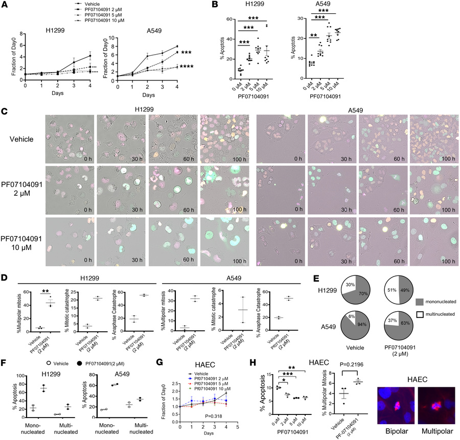The effects of the CDK2 specific inhibitor PF07104091 on cancer cell pro...