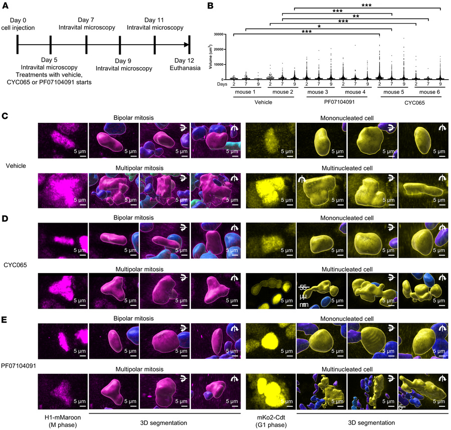 Intravital 2-photon microscopy of in vivo human H1299 lung cancers.
(A) ...