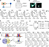The characterization of multinucleated cells after CDK2 inhibition.