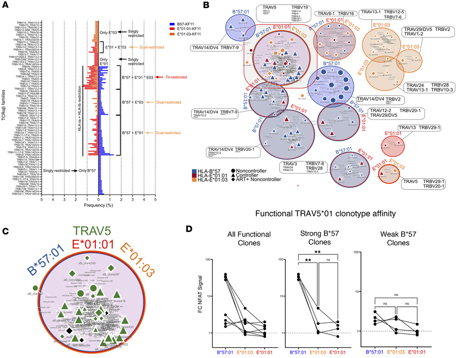 Single-cell-sorted activated CD8 clonotypes are cross-restricted.
(A) Py...
