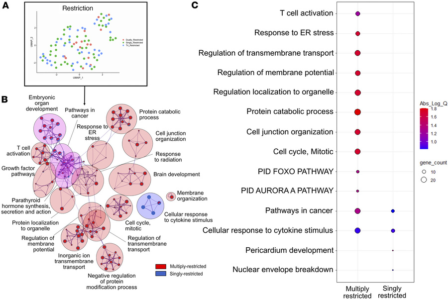 Multiply-restricted CD8s exhibit signatures of higher metabolic activity...