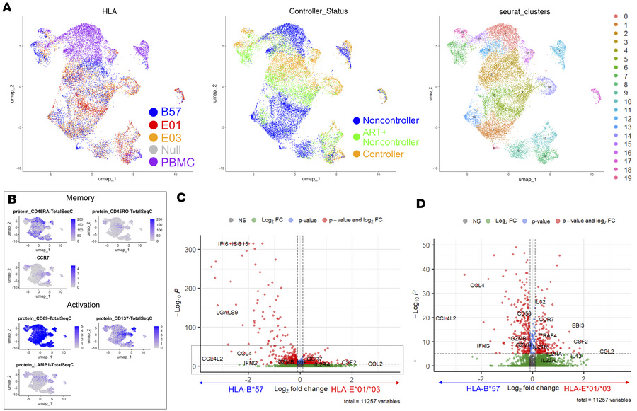 CD8s cluster mainly by control and HLA restriction status.
10x Genomics–...