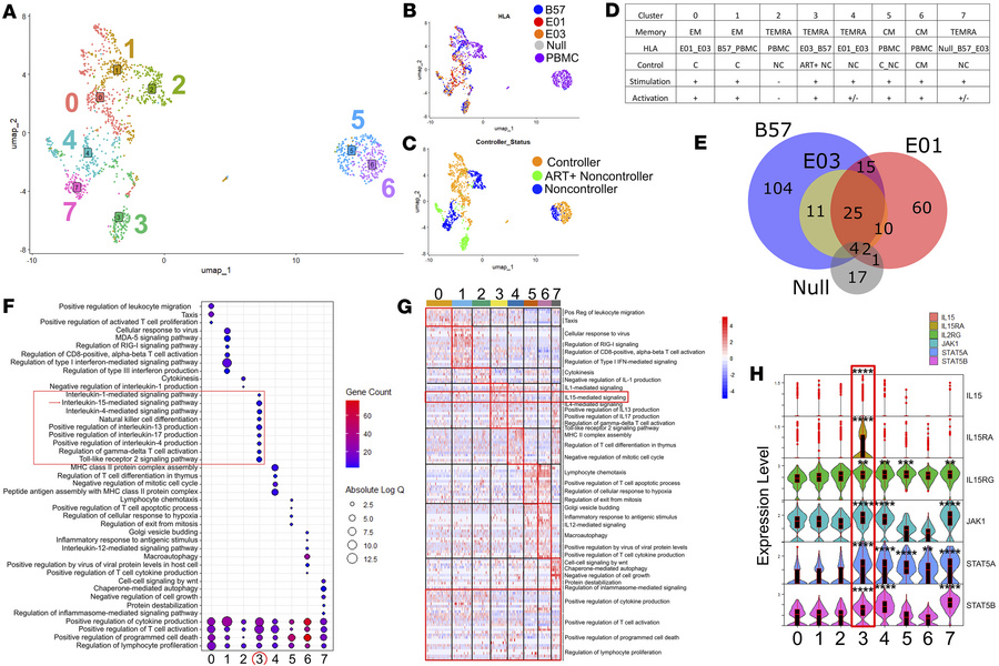 IL-15 vaccine response signature observed in an E03/B57 dually restricte...