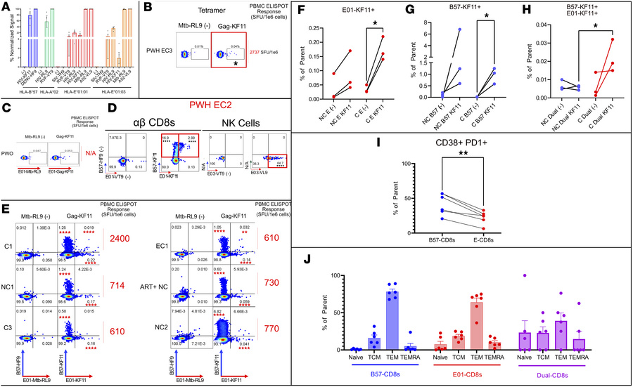 Dually restricted and HLA-E–only–restricted CD8s are observed at higher ...