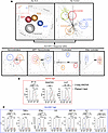Luminex data show distinct functionality of E- versus B57-CD8s.