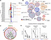 Single-cell-sorted activated CD8 clonotypes are cross-restricted.