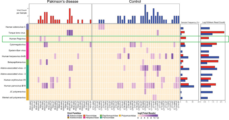 Viruses identified in PD and CT brain tissue by ViroFind.
Computed heatm...