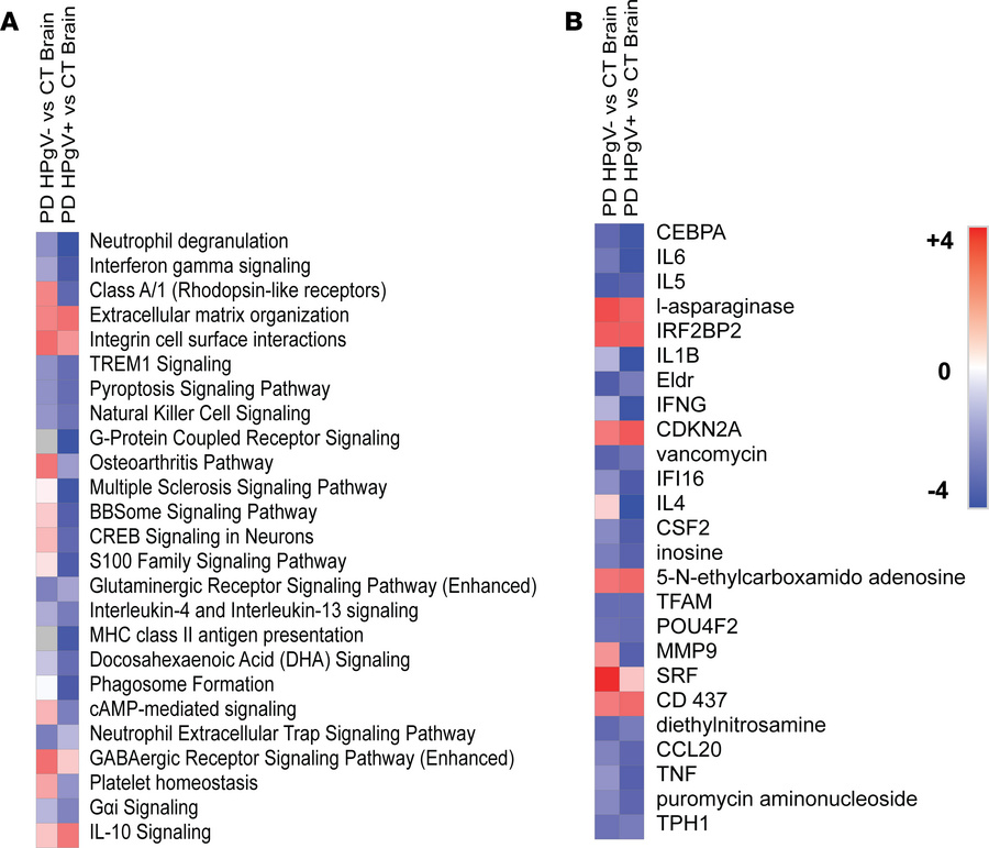 Transcriptomic alterations in HPgV-infected PD brains.
(A and B) Top 25 ...