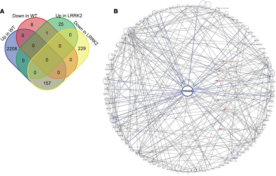 Differential gene expression and interaction network centered on YWHAB i...