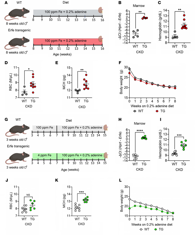 ERFE augmentation ameliorates CKD-associated anemia.
(A) Pilot experimen...