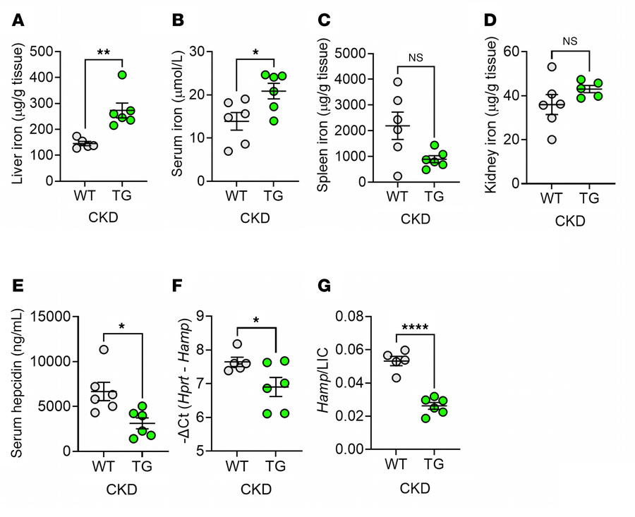 ERFE augmentation lowers hepcidin levels to enhance iron mobilization in...
