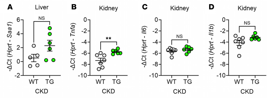 ERFE augmentation does not substantially change mRNA markers of liver or...