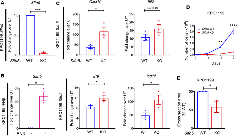 Murine Slfn5 acts as a repressor of type I IFN signaling.
(A–C) RT-qPCR ...