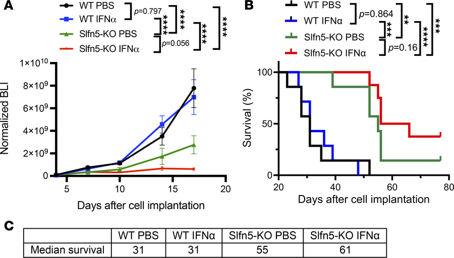 IFN-α enhances the anti-PDAC effects of Slfn5 targeting.
(A) KPC1199 luc...