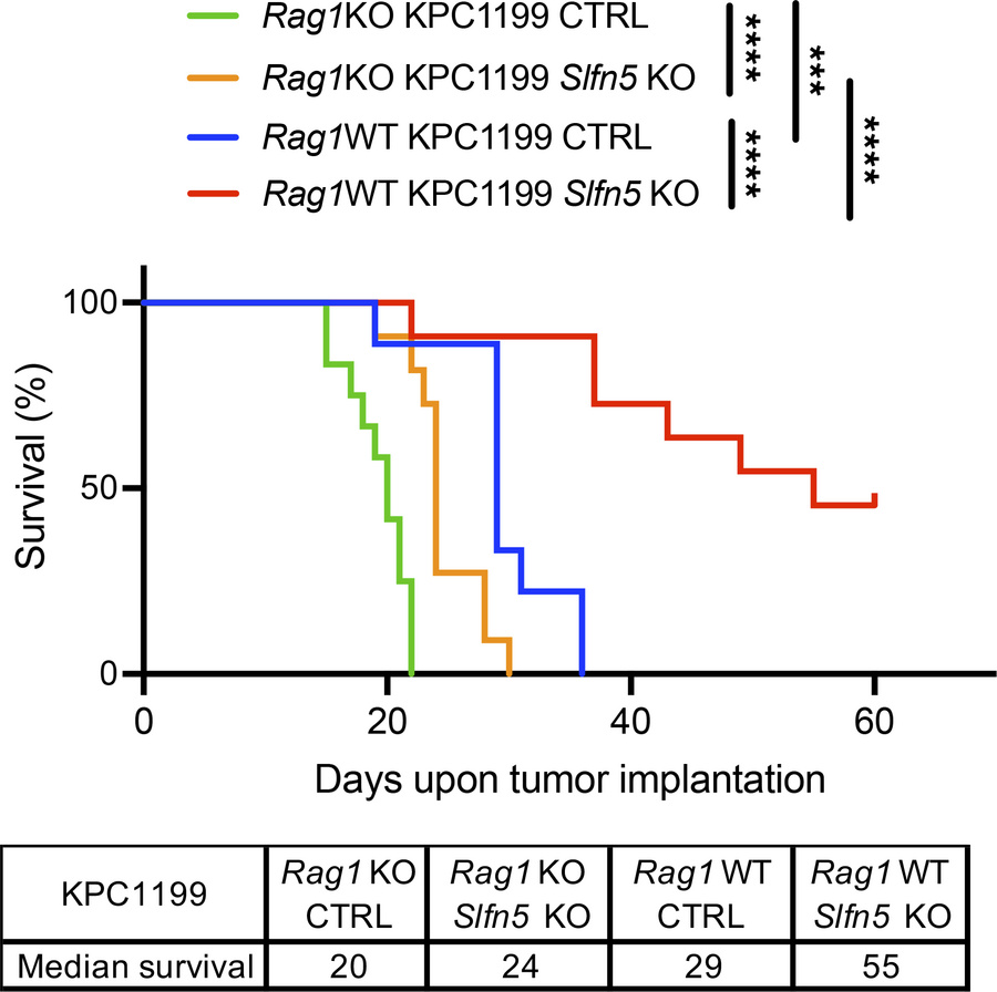 Survival benefit after Slfn5 loss requires an intact immune system.
KPC1...