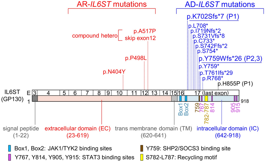 Previously reported IL6ST mutations.
Schematic diagram of GP130 and repo...