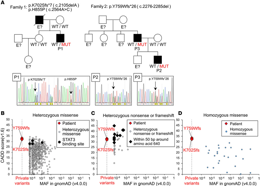 Familial cases of AD GP130 deficiency.
(A) The mutations c.2105delA (p.K...