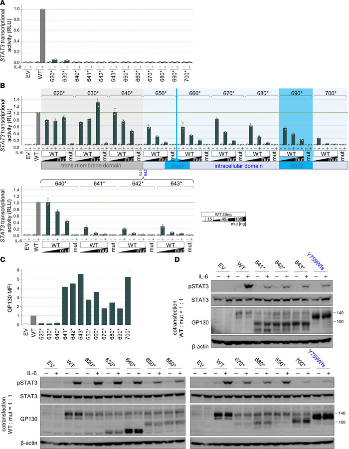 A C-terminal nonsense mutant from the aa F641 enhances the DN effect.
(A...