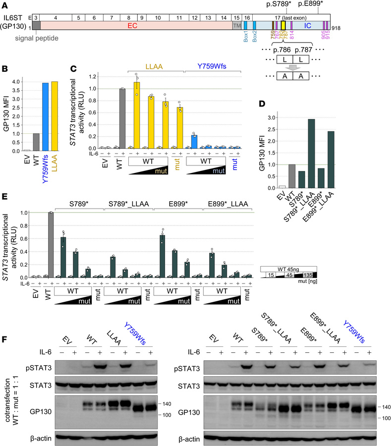 Absence of the dileucine motif causes GP130 to accumulate on the cell su...