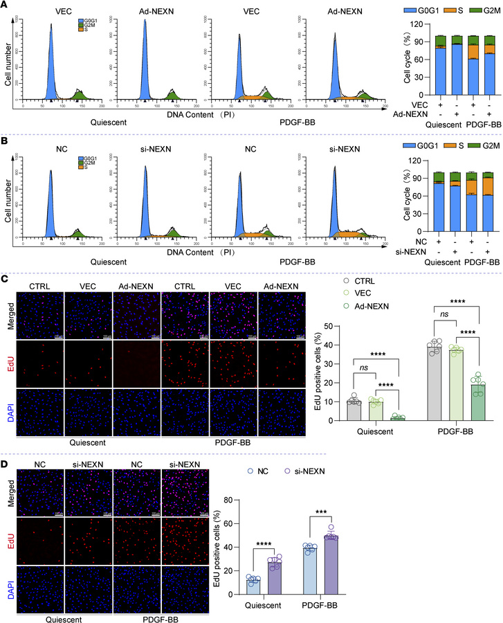 NEXN is primarily responsible for regulating cell cycle progression and ...