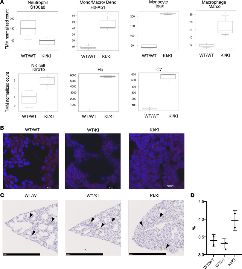 Expression of genes involved in innate immunity and complement system in...