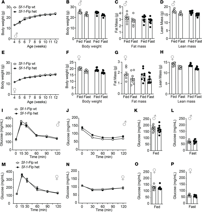 
Sf-1-Flp mice do not have aberrant body weight and glucose metabolism.
...