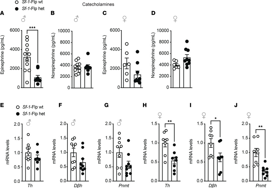 
Sf-1-Flp mice have lower blood epinephrine.
(A–D) Blood catecholamine l...