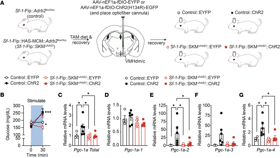
Adrb2 in skeletal muscle cells is required for augmented skeletal muscl...