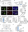 Optogenetic activation of VMHSF-1 neurons using Sf-1-Flp mice.