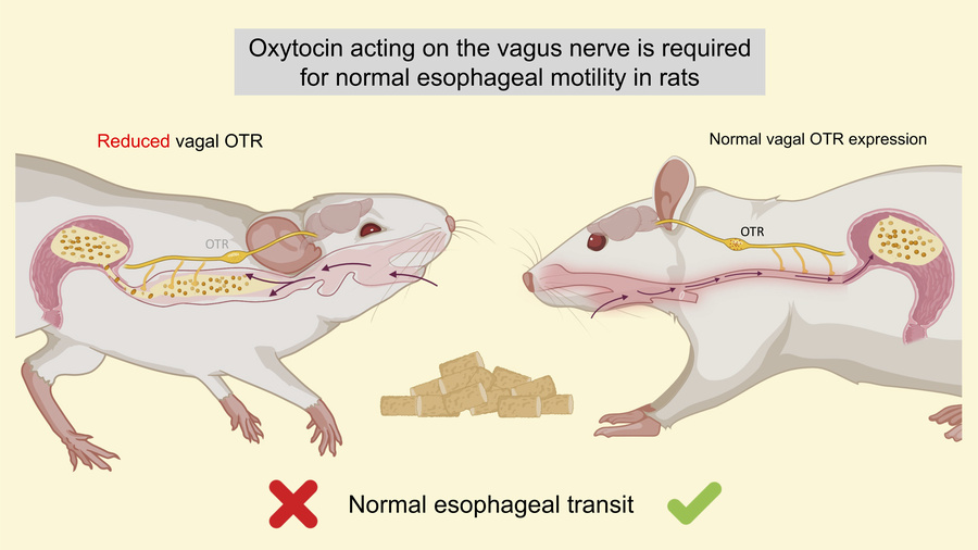 graphical abstract