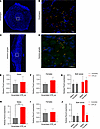 OTR colocalizes with Runx3 and Prox2 in nodose ganglia and esophagus.