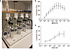 Lower esophageal sphincter (LES) contractile responses to methacholine (MeC
