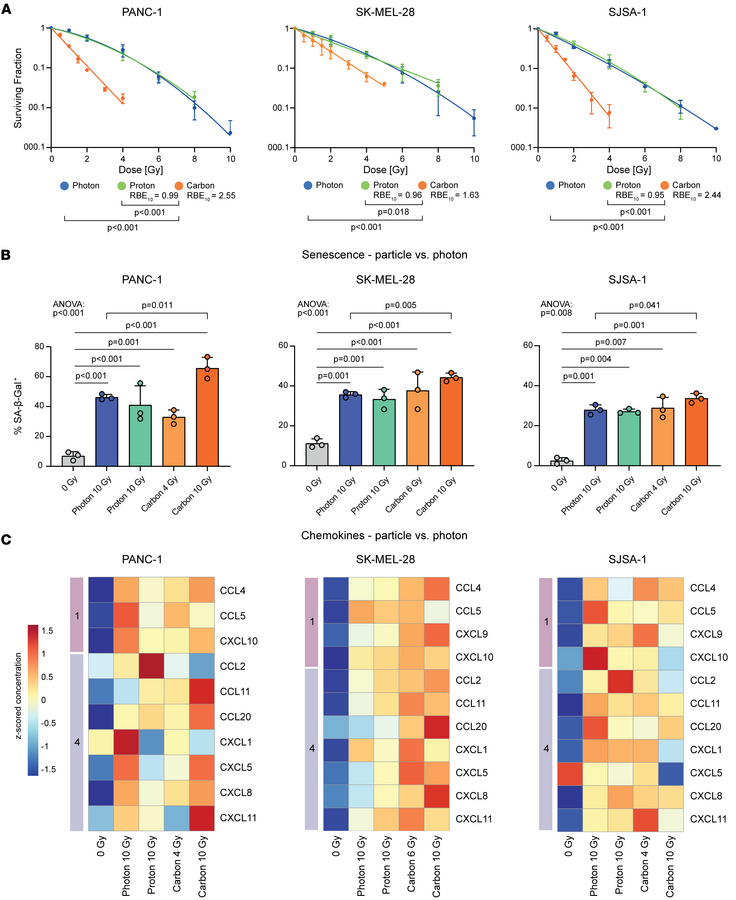 Particle irradiation induces cellular senescence and SASP.
(A) Carbon io...