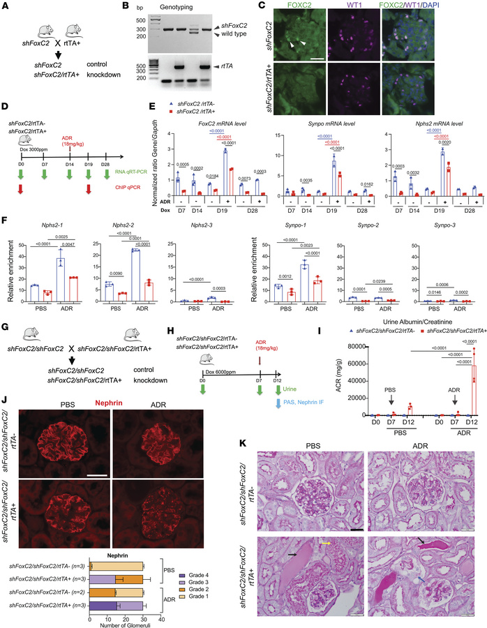 FOXC2 is required for the podocyte response to injury.
An inducible FoxC...