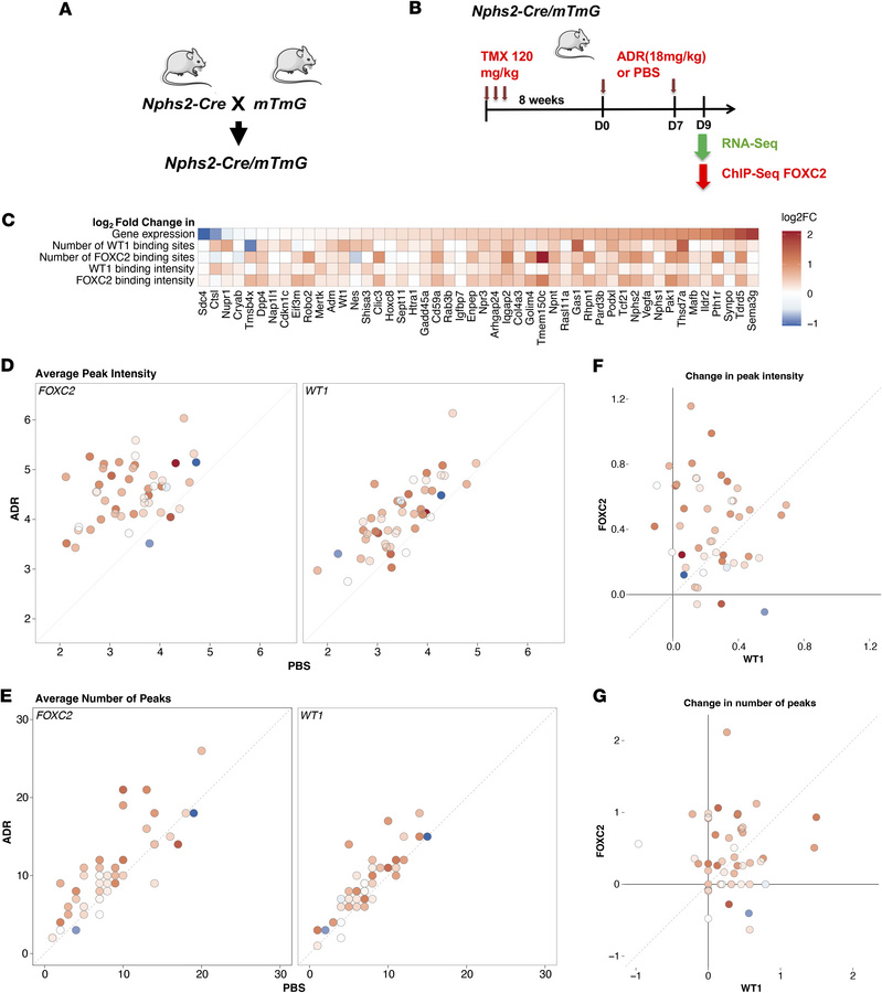 Dynamic FOXC2 and WT1 binding to a set of podocyte genes.
(A) Breeding s...