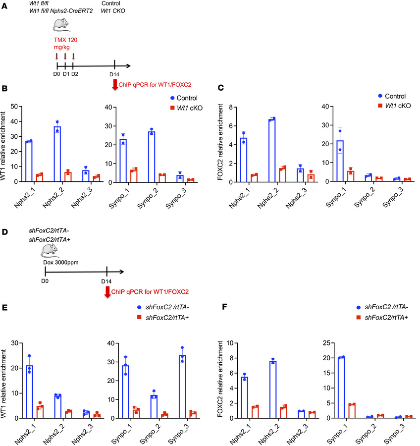 Interdependence of WT1 and FOXC2 binding.
(A) Experimental timeline for ...