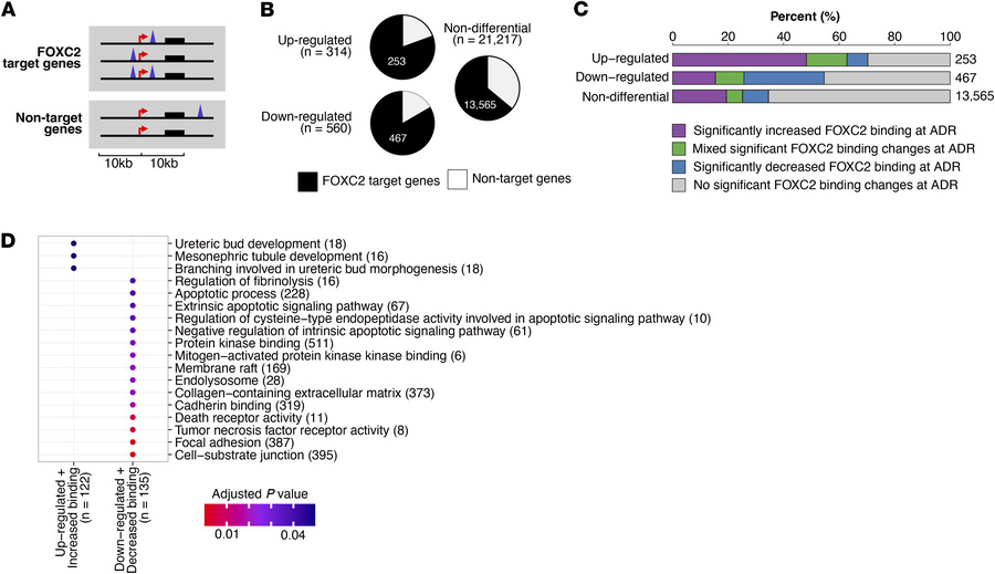 Correlation of FOXC2 binding with gene expression.
(A) Schematic designa...