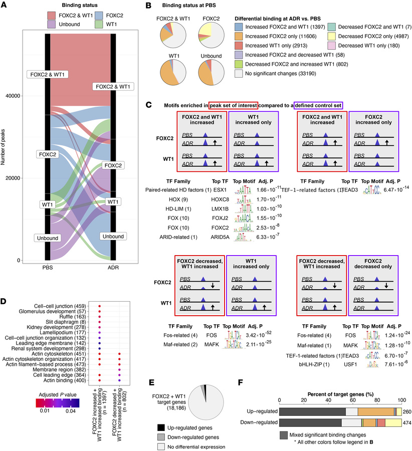 Analysis of FOXC2 and WT1 co-binding.
(A) Alluvial plot of FOXC2 and WT1...
