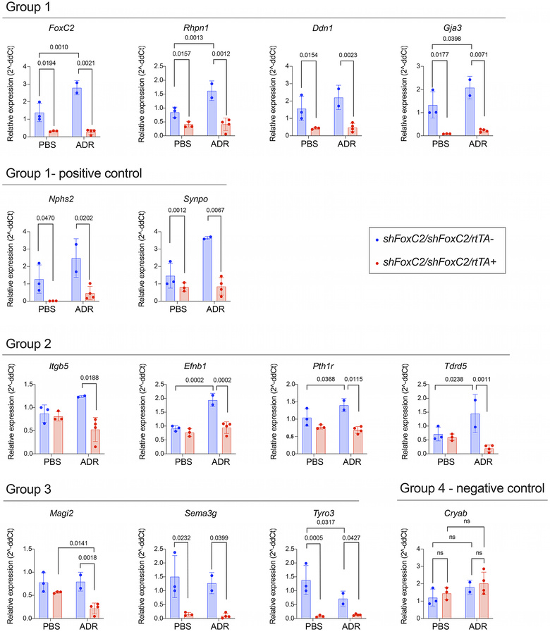 Gene expression analysis of novel FOXC2 target genes.
RT-qPCR analysis o...