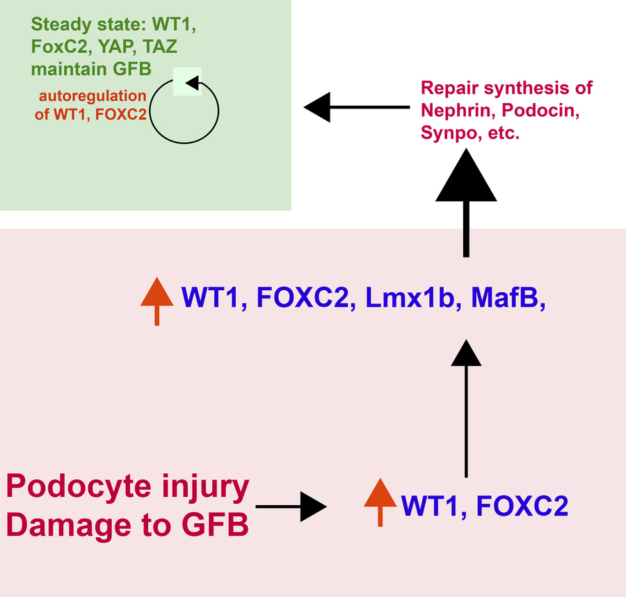 graphical abstract