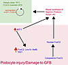 A model of the regulation of gene expression by WT1 and FOXC2 in podocytes.