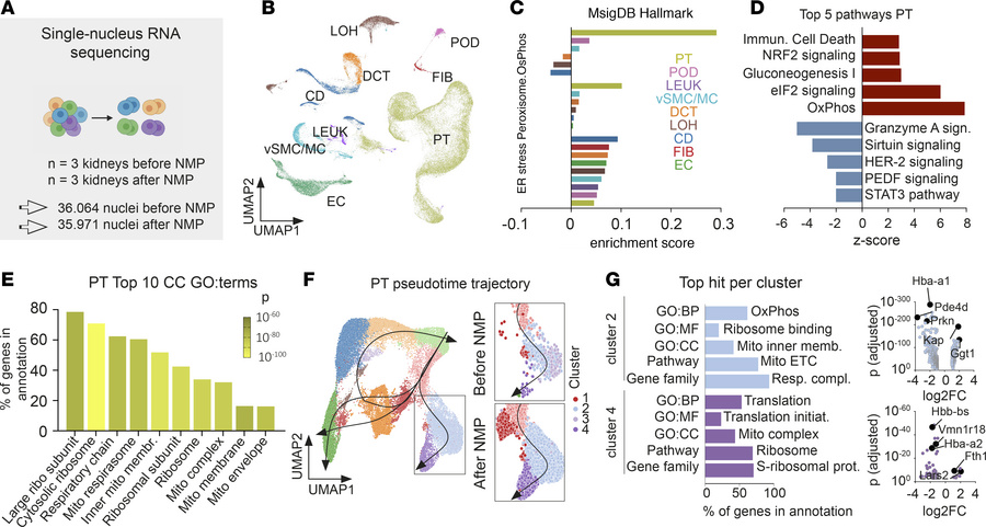 Transcriptomic origins of cellular injury patterns during NMP on single-...