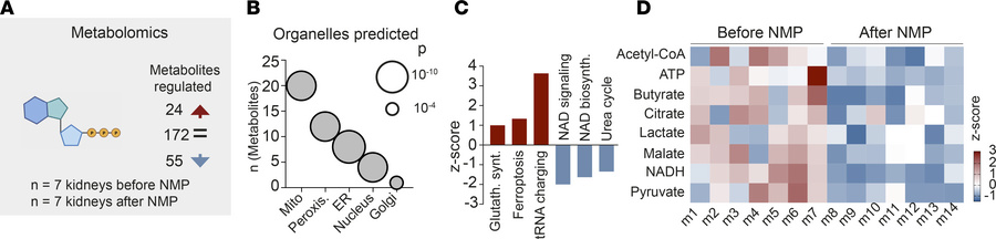 Loss of citric acid cycle metabolites leads to cellular injury during NM...