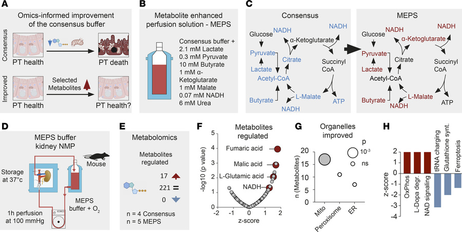 Metabolic reprogramming with citric acid cycle metabolites improves kidn...