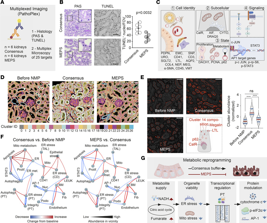 Pathology-oriented multiplexing reveals mechanisms of metabolic reprogra...