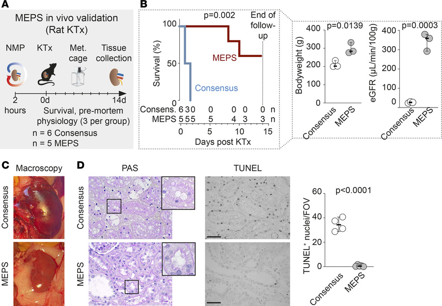 MEPS improves survival in a rat model of kidney transplantation after NM...