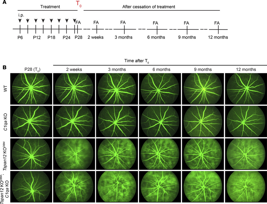 Longitudinal FA imaging in 4 groups of mice.
(A) Schematic overview of t...