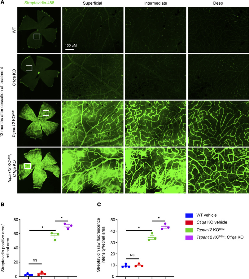 Increased sulfo-NHS-LC-biotin tracer leakage in Tspan12-KODBM; C1qa-KO c...