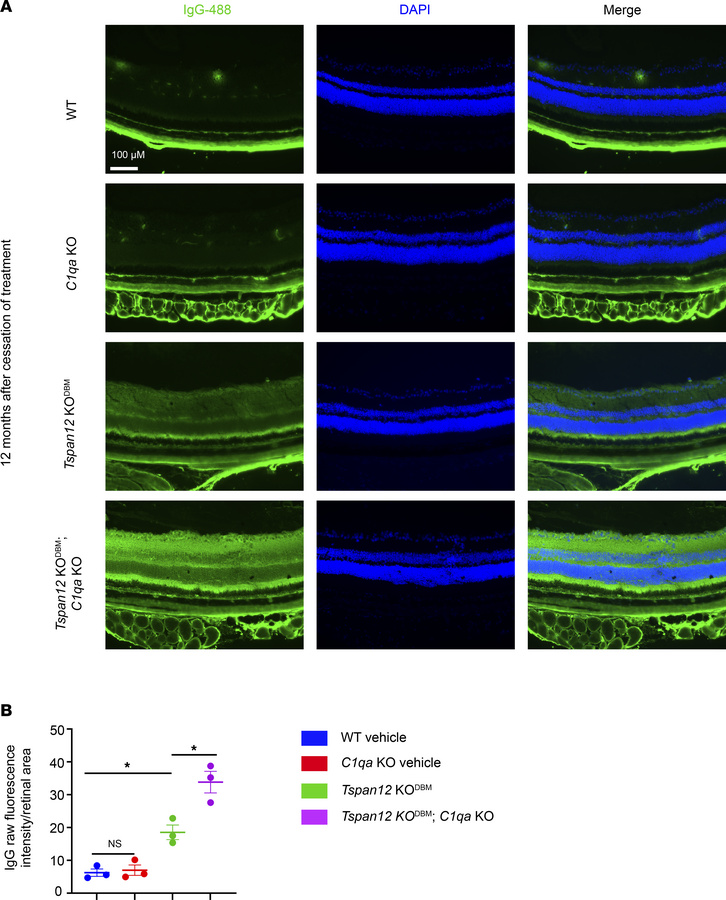 Increased IgG extravasation in Tspan12-KODBM; C1qa-KO compound mutant re...